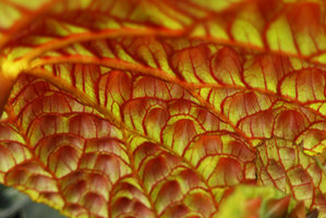 Begonia ferox, leaf undersuface depressions and nerves, Cecilia Koo Botanic Conservation Center, Taiwan