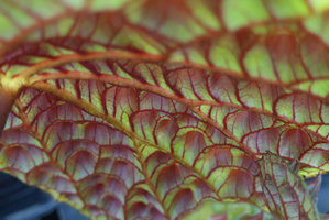 Begonia ferox, leaf undersuface depressions, Cecilia Koo Botanic Conservation Center, Taiwan