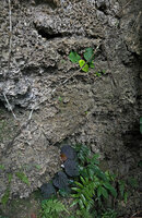 Begonia galeolepis, a green leaved individual above a blackish one on karst cliff, Seram, Moluccas