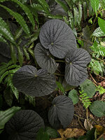 Begonia galeolepis, an almost black leaved form and a small green one, Seram, Moluccas
