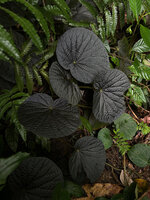 Begonia galeolepis, an almost black leaved form, Seram, Moluccas