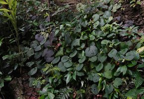 Begonia galeolepis, blackish and green form individuals side by side, Seram, Moluccas