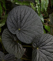 Begonia galeolepis, blackish bullate shiny leaves, Seram, Moluccas