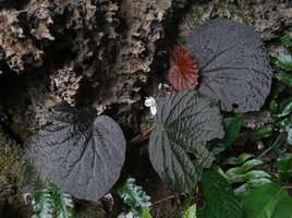 Begonia galeolepis, blackish leaved individual flowering in karst anfractuosity, Seram, Moluccas
