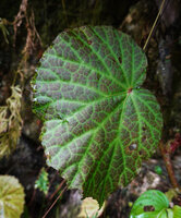 Begonia galeolepis, brown anthocyanic mottled leaf, Saleman, Seram, Moluccas