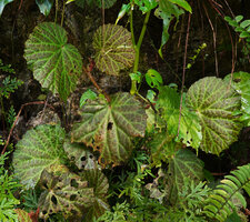 Begonia galeolepis, brown anthocyanic spotted individual, Saleman, Seram, Moluccas