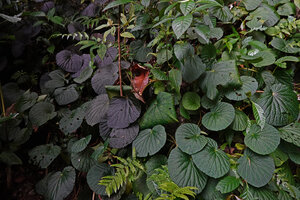 Begonia galeolepis, brown, blackish and green form individuals side by side, Seram, Moluccas