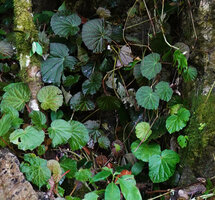 Begonia galeolepis, brown, green and spotted individuals, Saleman, Seram, Moluccas