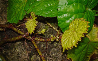 Begonia galeolepis, deeply indentate young leaves, these indentations mostly disappearing in older leaves, Saleman, Seram, Moluccas