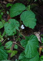 Begonia galeolepis, leaves and male inflorescence, Uraur, Kairatu, Seram, Moluccas