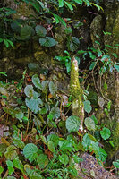 Begonia galeolepis, light brown and green individuals, Saleman, Seram, Moluccas