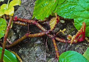 Begonia galeolepis, long, flat, red scaly hairs on stem, petioles and main veins of abaxial leaf blade, Saleman, Seram, Moluccas