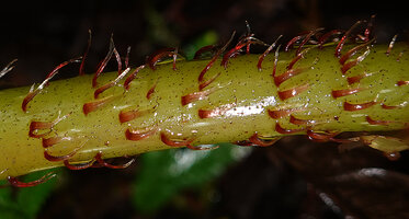 Begonia galeolepis, long, flat, red scaly hairs, Saleman, Seram, Moluccas