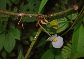 Begonia galeolepis, long pedicelled male flower and shortly pedicelled maturing fruit, Uraur, Kairatu, Seram, Moluccas