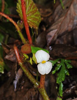 Begonia galeolepis, male flower, Saleman, Seram, Moluccas
