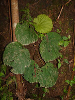 Begonia galeolepis on vertical earth bank, Uraur, Kairatu, Seram, Moluccas