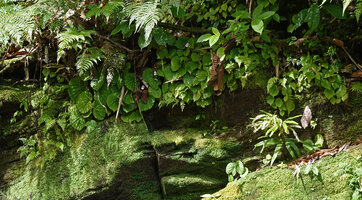 Begonia galeolepis, population on vertical mossy rocks just above a forest stream, Waisia waterfall, Seram, Moluccas