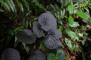 Begonia galeolepis, shiny black leaved form, Seram, Moluccas