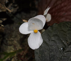 Begonia galeolepis, two tepaled male flower of the blackish leaved form, Seram, Moluccas