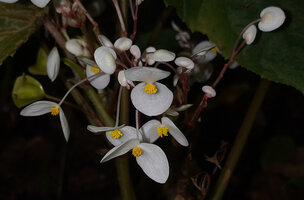 Begonia galeolepis x B. rieckei, a natural hybrid, inflorescence with numerous long peduncled male flowers, Uraur, Kairatu, Seram, Moluccas