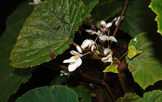 Begonia galeolepis x B. rieckei, a natural hybrid, leaf hydathodes, male flowers and maturing fruits, Uraur, Kairatu, Seram, Moluccas