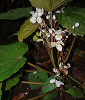 Begonia galeolepis x B. rieckei, a natural hybrid, white hydathodes on leaf teeth, a B. rieckii trait and long male flower peduncle, a B. galeolepis trait, Uraur, Kairatu, Seram, Moluccas