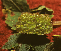 Begonia gemmipara, bulbills inside splash cups made of aggregated cataphylls, Singalila, West Bengal, India