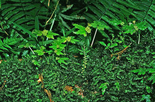 Begonia gemmipara population on a mossy dead tree log, erect stem due to hydrostatic squeleton, apical rosette of leaves and erect splash cup filled with tiny bulbils for vegetative propagation, Singalila, West Bengal, India