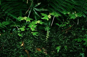 Begonia gemmipara population on a mossy trunk with one flowering Elatostema, Singalila, West Bengal, India