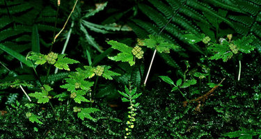 Begonia gemmipara population with upright splash cup bulbils receptacles, Singalila, West Bengal, India
