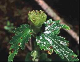 Begonia gemmipara, upright branched cataphyll receptacles for rain splash dispersal of bulbills, Singalila, West Bengal, India