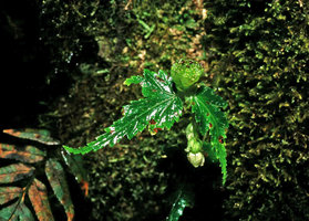 Begonia gemmipara, upright splash cup with bulbils receptacle and bending inflorescence, Singalila, West Bengal, India