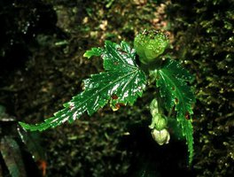 Begonia gemmipara, upright splash cup with mature bulbils and downwards bending inflorescence, Singalila, West Bengal, India