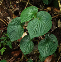 Begonia gomantongensis, perfect not overlapping leaf display, Danum Valley, Sabah, Borneo