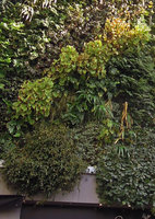 Begonia grandis evergreen during this mild winter, Feb 2014