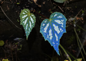 Begonia grandis Silver Spotted, young emerging new blue iridescent leaves in deep shade