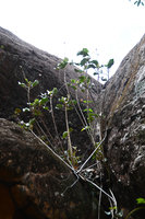 Begonia grisea in a rock fissure, Chapada Diamantina, Brazil