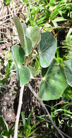 Begonia grisea, vertical leaf blades reducing the full sun impact, Chapada Diamantina, Brazil