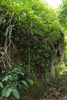 Begonia gueritziana covering the shaded vertical face of a rock boulder with a Pilea population at the top, Danum Valley, Sabah, Borneo