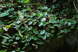Begonia gueritziana, dense population at the base of a karst boulder, Sukau, Kinabatangan, Sabah, Borneo
