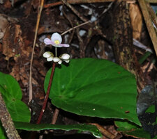 Begonia gueritziana, leaf and male inflorescence, Poring, 500 m asl, Kinabalu NP, Sabah, Borneo