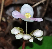 Begonia gueritziana, male flowers, Poring, 500 m asl, Kinabalu NP, Sabah, Borneo