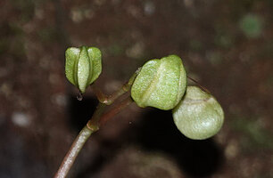 Begonia gueritziana, maturing capsular fruits, Poring, 500 m asl, Kinabalu NP, Sabah, Borneo