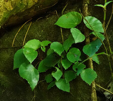 Begonia gueritziana on vertical moss and algae covered rock at cave entrance, Poring, 500 m asl, Kinabalu NP, Sabah, Borneo