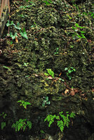 Begonia gutierrezii, a flowering B. tabonensis, Alocasia culionensis and ferns on mossy limestone cliff in forest understory, Tabon Cave, Lipuun Point, Palawan, Philippines