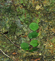 Begonia gutierrezii among algae and mosses on limestone rock, Tabon Cave, Lipuun Point, Palawan, Philippines