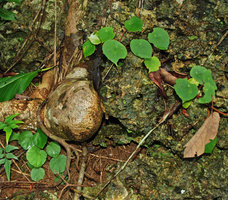 Begonia tabonensis and Begonia gutierrezii, sympatric at Tabon Cave, Lipuun Point, Palawan, Philippines