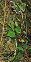 Begonia gutierrezii in flower, Tabon Cave, Lipuun Point, Palawan, Philippines