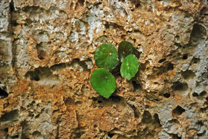 Begonia gutierrezii in its limestone sea exposed habitat, Lipuun Point, Palawan, Philippines