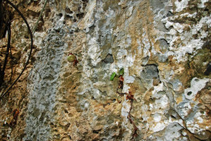 Begonia gutierrezii, limestone sea cliff habitat, Tabon Cave, Lipuun Point, Palawan, Philippines
